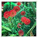 Prachtvolle Blüten im ganzen Jahr，Winterhartige Allium-Zwiebeln - Einfach zu Pflanzen und Pflegen für Ihren Garten in Deutschland, Zierlauch Zwiebeln-15 Zwiebeln-E
