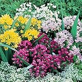 Allium Caeruleum, Zierlauch Zwiebeln, Pflegeleicht, Einzigartiges Farbspiel, Allium Zwiebeln, Winterhart, MehrjäHrige Blumenzwiebel, Lebende Pflanzen, Seltene Pflanze,-15zwiebeln-C