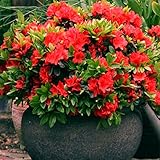 Gardeners Dream Weiße Azalee (1 Stk.) – Japanische Rhododendron-Pflanze – Immergrüne Azalee, winterhart – mehrjährige, blühende, winterharte Topfgartenpflanzen – winterharte Kübelp