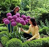 RIESEN ZIERLAUCH (Allium giganteum) - 50 Samen / Pack - winterharte Zierpflanze für den Garten - mehrjährig