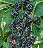 Zuckerbrombeere `Asterina´, stachellose Brombeerpflanze mit sehr süßen Früchten, 40-60cm im Top