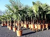 gruenwaren jakubik XXL Palme winterhart 180 cm Trachycarpus fortunei, Hanfpalme, Top-Q
