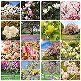 150 pcs magnolienbaum winterhart samen zimmerpflanzen plant bienenwiese saatgut bienen wiese magnolien,Magnolia denudata,magnolie, nachhaltige geschenke für frauen winterfeste p