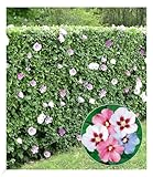 BALDUR Garten Winterharte Hibiskus-Hecke, 10 Pflanzen, Blüten essbar, bienenfreundlich, Garteneibisch Roseneibisch, Hibiscus Syriacus Blütengehölze Zierstrauch, blü