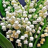 Maiglöckchenknolle,Kältebeständige mehrjährige Zwiebeln,Kältebeständige Pflanzen, schöne Blumen,Zwiebelpflanze-5zwiebeln-E
