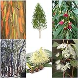 Eucalyptus Mix - 6 Arten je 30 bzw. 50 Samen (Bonsai geeignet)- sortenrein verpackt !