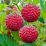 Erdbeerpflanzen 'Himbeere Erdbeere' sehr wohlschmeckend ab März - Frühe Erdbeer-Sämlinge - Set mit 10 Pflanzen ERDBEEREN - Mehrjährig, Superobst für G