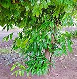 20 Stuck neue, frische Zimtbaum:Seeds Only