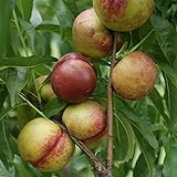 Hochstamm Zwergnektarine Nectarella 60-80cm - Prunus nucip