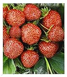 BALDUR Garten Erdbeere Hummi®´s 'Sengana Selektion', 6 Pflanzen Fragaria, selbstfruchtend, winterhart, extra lange & starke Ranken, Fragaria x