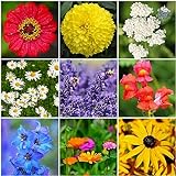 2500 seeds summer flower mix bee pasture colorful flower meadow cottage g