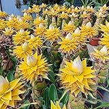 50 pcs Musella lasiocarpa samen, bananenbaum, samen obst, zimmergewächshaus, bananenpflanze winterhart, zwergobstbäume, zimmerpflanze obstsamen, saatgut extrem winterharte kübelpflanzen,