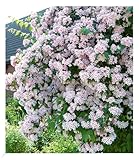 BALDUR Garten Rosa Perlmuttstrauch, 1 Pflanze, bienenfreundlich, winterhart, pflegeleicht, Wasserbedarf gering, für Standort im Schatten geeignet, blühend, Kolkwitzia amabilis R