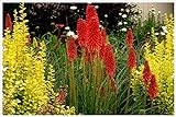 3 x Kniphofia ‘Redhot Popsicle’ / Fackellilie T