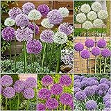 Flower field Story 12 Stück gemischte Allium-Zwiebeln Mehrjährige Blumenzwiebel Blühende bunte Blumen Geeignet für die Dekoration von Familiengarten Steingarten Einfacher Anb