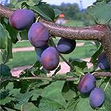Pflaumenbaum Hauszwetsche Zwetschenbaum Pflaume Buschbaum 110-140 cm 10 Liter Topfballen, St. J