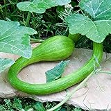 Kletterzucchini Rampicante Italienischer Posaunenkürb