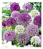 BALDUR Garten Zierlauch Allium-Mix 'Big Head', 12 Zwiebeln, Blumenzwiebeln, trockenresistent,winterhart, bienenfreundlich und schmetterlingsfreundlich, pflegeleicht, Wasserbedarf gering, blü
