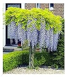 BALDUR Garten Blauregen auf Stamm winterhartes Stämmchen, 1 Pflanze, Wisteria sinensis Glycinie Zierstämmchen, bienenfreundlich, für Standort in der Sonne geeignet, blü