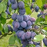 Hanita®, robuste Zwetsche, Buschbaum (kleinbleibend), 120-140 cm, im Top
