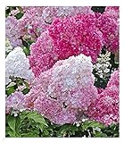 BALDUR-Garten Freiland-Hortensien 'Vanille Fraise®', 1 Pflanze, Hydrangea paniculata,Gartenhortensie, unzähligen Blütenrispen, winterhart, blühend, Hydrangea p