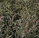 Zwergweide Nana - Kugelweide - Purpurweide - Salix purpurea 60-100