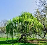 Trauerweide 2 Töpfe (Salix babylonica) Hängew