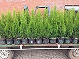 Edel Thuja Smaragd, Lebensbaum Heckenpflanze im Topf gewachsen 80-100