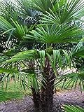 Frostgewöhnte Trachycarpus princeps'Marmor Hanfpalme' bis 180cm aus Deutscher F