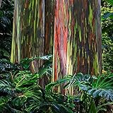 1000 Regenbogen Eukalyptus Samen Eukalyptus Pflanze Samen Winterhart Eukalyptus Baum Eukalyptusbaum Pflanzensamen Winterharte Pflanzen Für Garten Geschenk