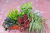 Immergrünes Balkonpflanzen-Set, 6 winterharte Pflanzen für 60 cm Balkonk