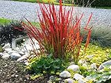 3 x Imperata cylindrica ‚Red Baron‘ 1 Liter (Ziergras/Gräser/Winterhart) Japanisches Blutg