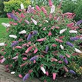 1 x Buddleia dreifarbiger Schmetterlingsstrauch gemischte Farben gesunde Gartenpflanze im Top